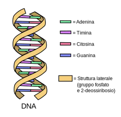 Struttura Dna
