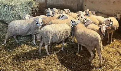 Allevamenti ovini finalizzati alla realizzazione di formaggi