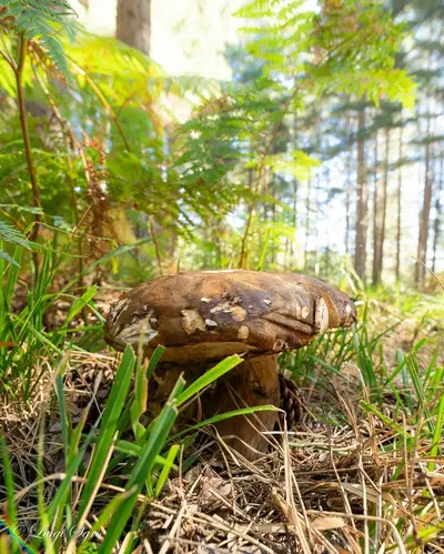 porcini