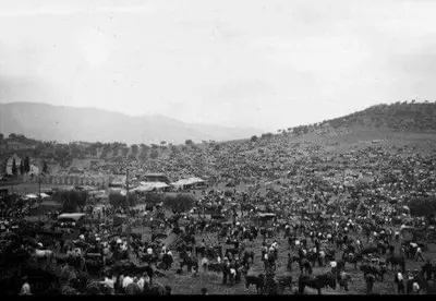 La grande fiera di Arcavacata