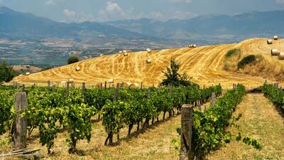 I vigneti di Cirò