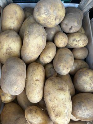 patate