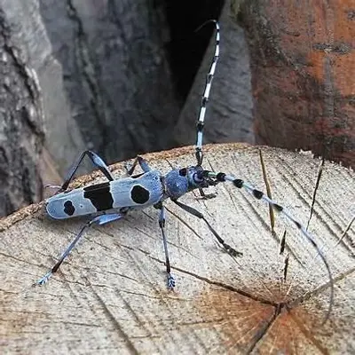 Specie di insetto che si trova in Calabria