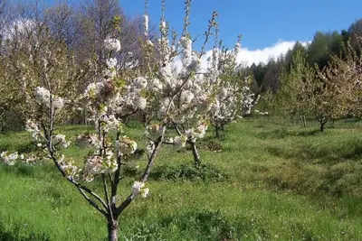 Campo di germoplasma del ciliegio