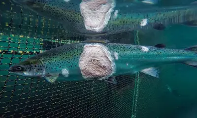 Salmone, allevamento intensivo. Foto Animal Equality Italia