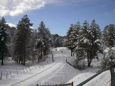 Pini innevati