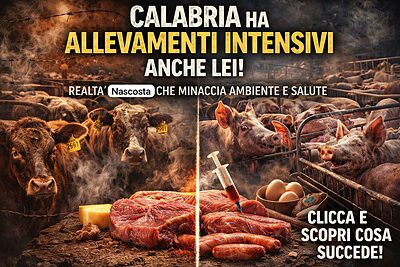 allevamenti intensivi