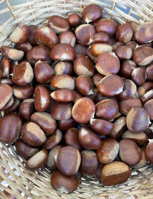 castagne