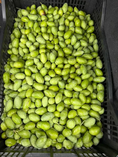 olive
