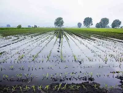 DanniMaltempoAgricoltura