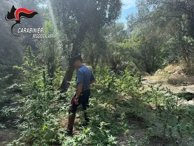Le piante scovate a Platì