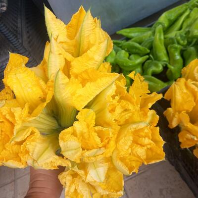 Fiori di zucca