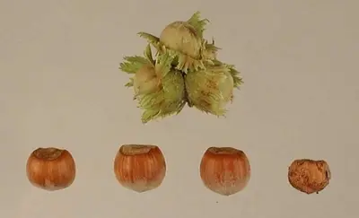 Tonda di calabria