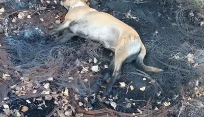 Cane avvelenato e bruciato a Tortora