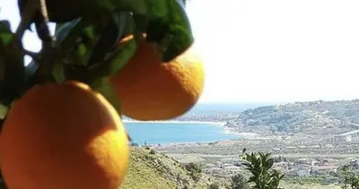 Arance affacciate sulla costa Calabrese