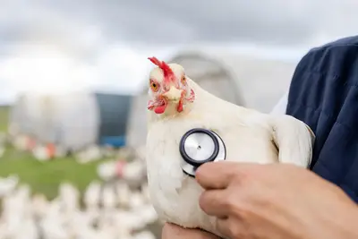 Influenza aviaria: rischio per la filiera avicola italiana e calabrese