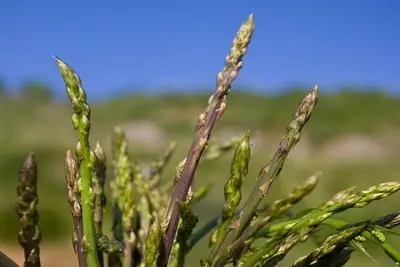 Asparagi selvatici calabresi