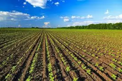 Campo agricolo