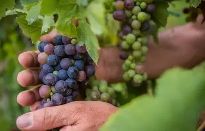 Grappolo d'uva