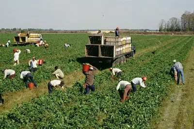 La raccolta nei campi