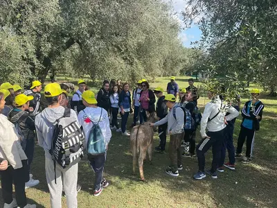 Attività formative con i ragazzi in un uliveto