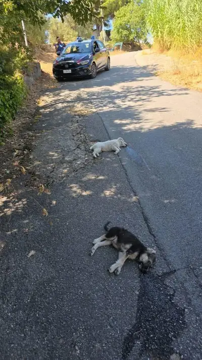 Cuccioli uccisi