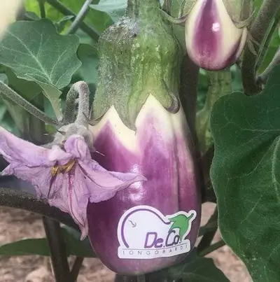 La melanzana violetta di Longobardi