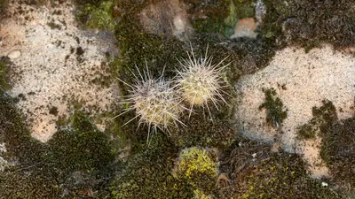 Muschio che potrebbe crescere su Marte