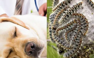 prevenzione e subito dal veterinario