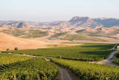 Le vigne di Strongoli