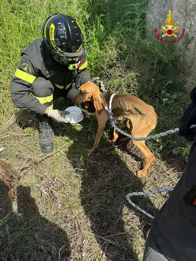 cane vigili del fuoco