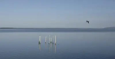 cormorani puglia