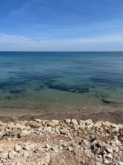 mare