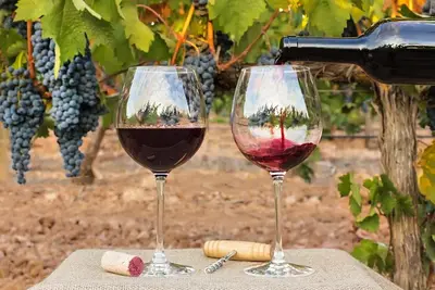 vino
