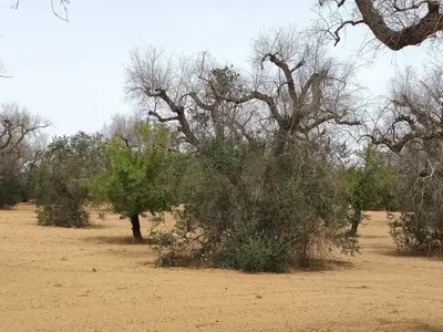 ulivo infetto xylella