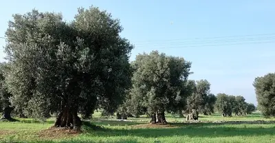 alberi ulivo