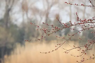 albero fiorisce