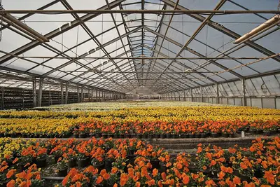vivaio fiori