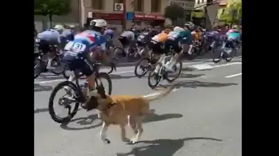 Un cane spaventa il gruppo nella tappa 19 della Vuelta © Twitter