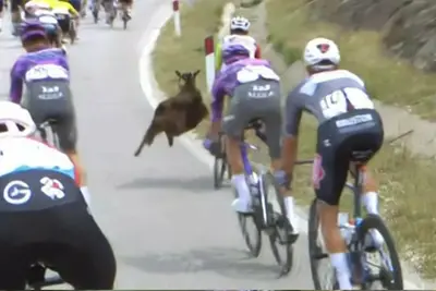 Una capra contro Dion Smith al Giro d'Italia