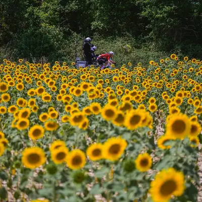 Baptiste Veistroffer e i girasoli © ASO / Charly Lopez