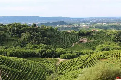 coltivazioni vitivinicole © pixabay