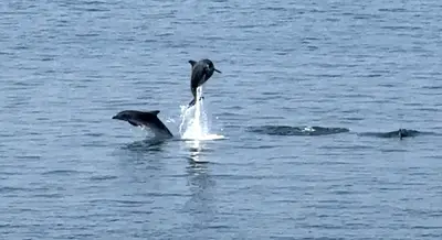Delfini in Mar Grande (foto Massimo Todaro)