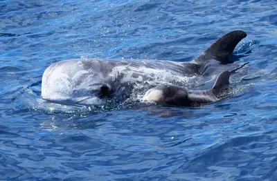 Cucciolo Grampo con mamma Cometa