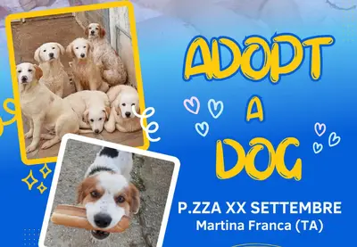 Martina Franca, “Adopt a dog”