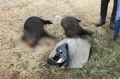 Scontro con cinghiali, tragedia sfiorata sulla Massafra-Martina Franca