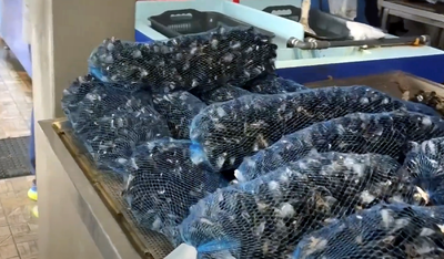 Cozze in pescheria