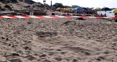 Nido di tartaruga "Caretta Caretta"