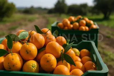 Arance (foto Todaro/AntennaSud)