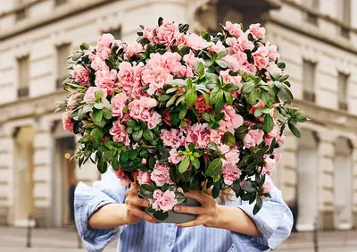 La Azalea della Ricerca Airc